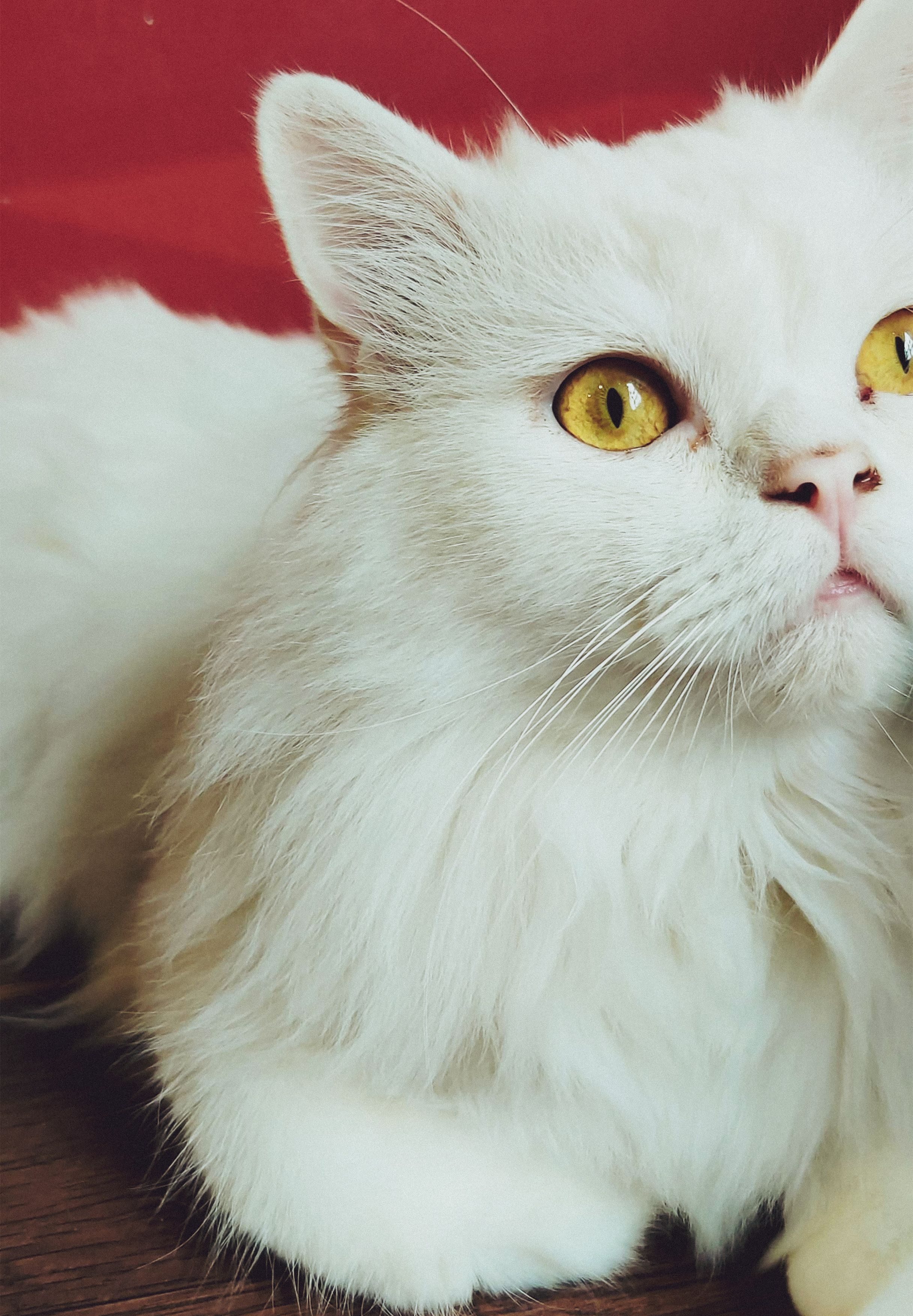 Close up of White Cat · Free Stock Photo