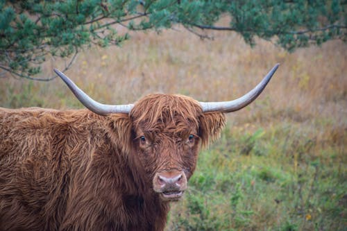 A brown cow with horns