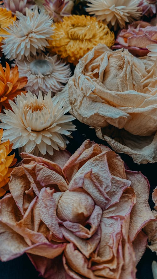 Základová fotografie zdarma na téma barevné květiny, detail, květiny