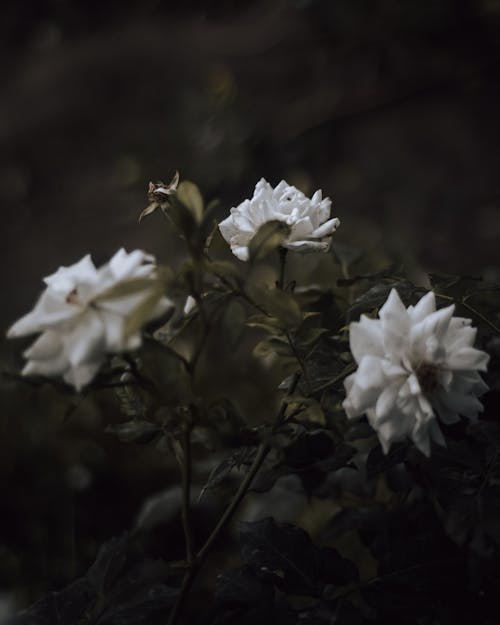 Základová fotografie zdarma na téma 4k tapeta, bílá růže, čerstvý