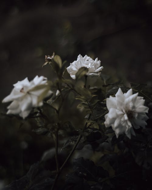 Foto profissional grátis de aumentando, beleza na natureza, estético