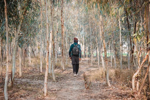 Person with Backpack Walk Forest Path