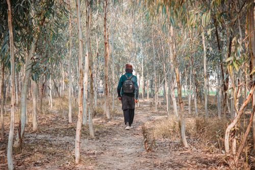 Free A lone hiker with a backpack walking through a serene forest path surrounded by tall trees. Stock Photo