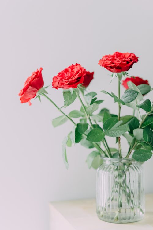Free Vibrant red roses in a glass vase against a white backdrop. Perfect for romantic themes. Stock Photo