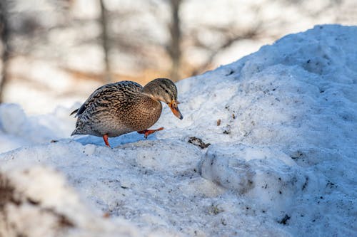 Photos gratuites de canard, froid, hiver