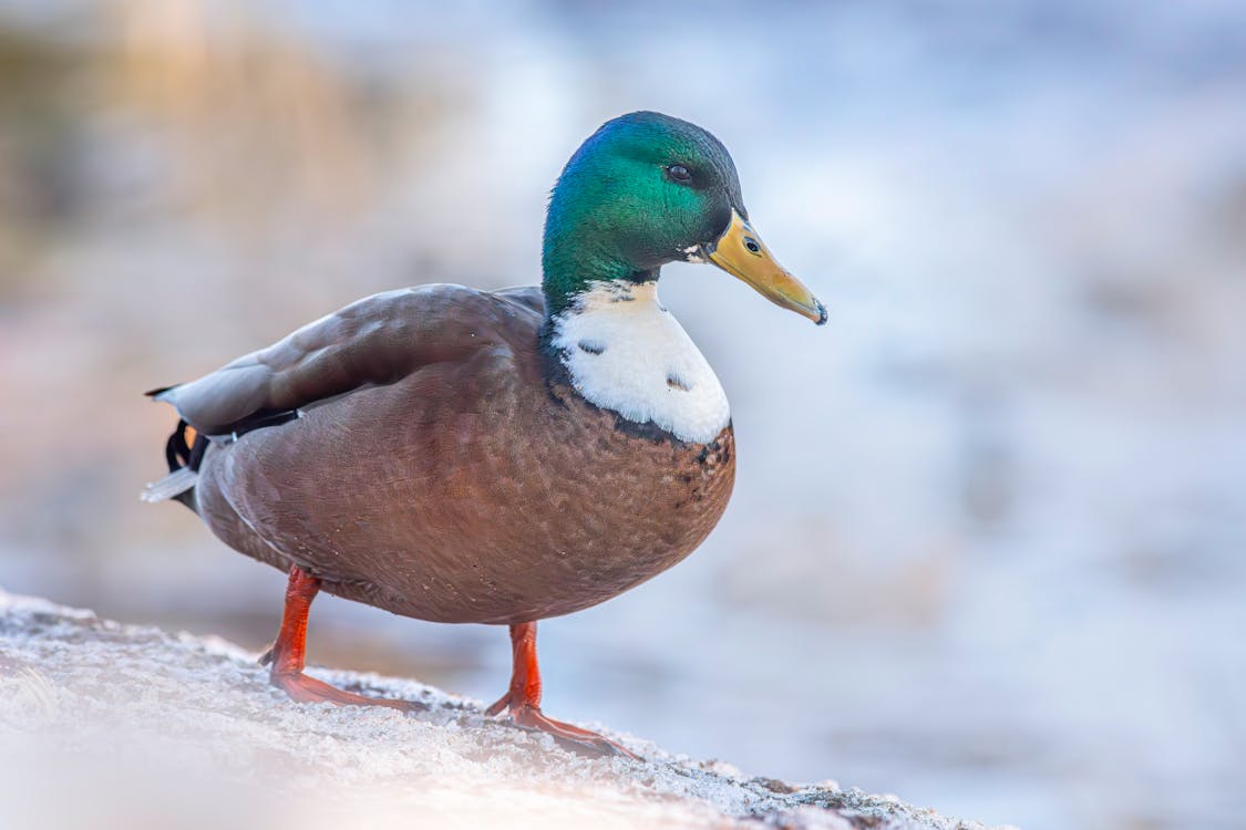 Male duck 