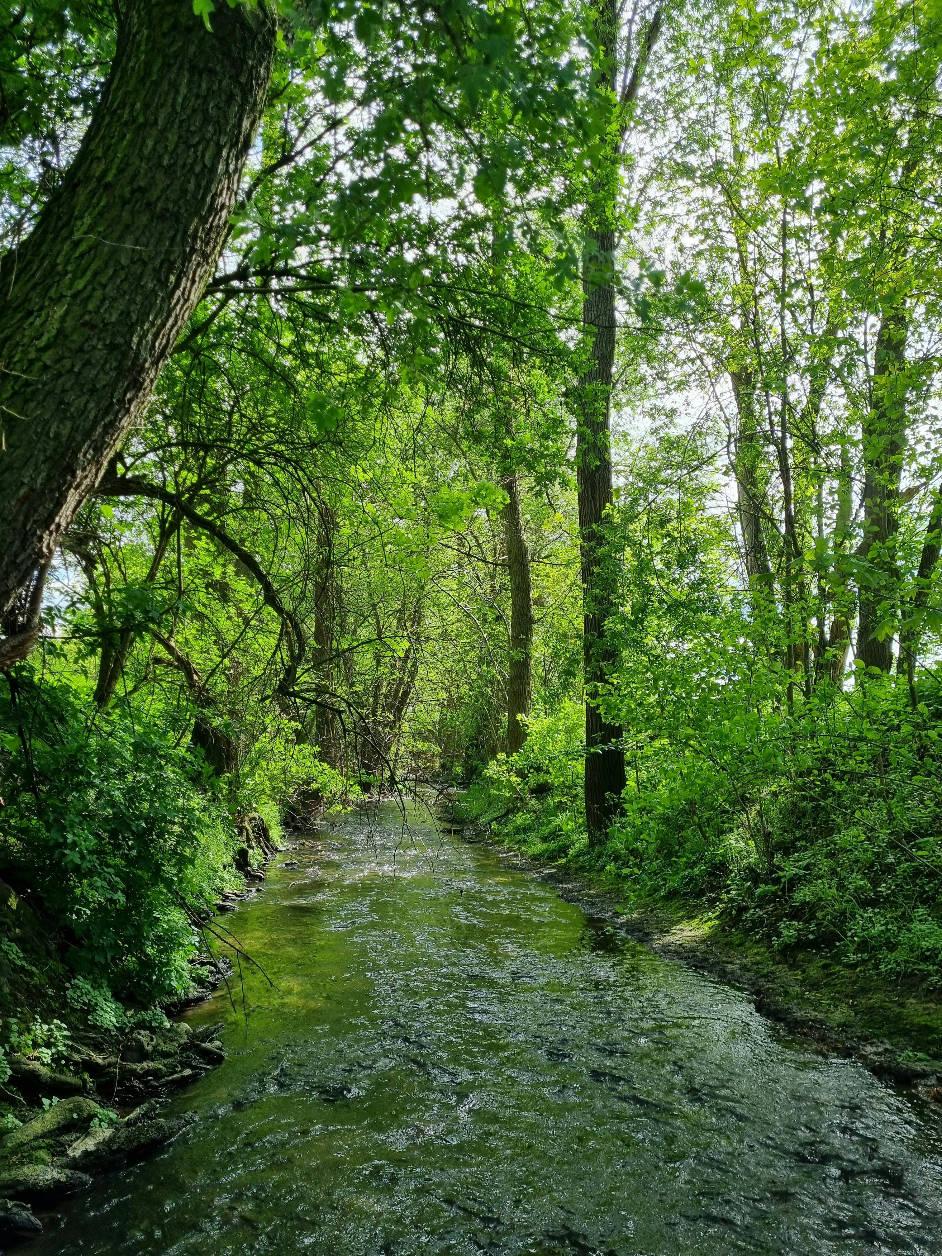 A serene forest stream surrounded by lush green trees on a sunny day.