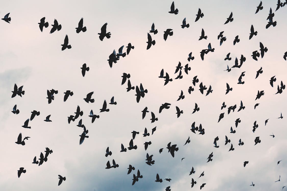 Free Flock of Black Birds Under White Cloudy Sky Stock Photo