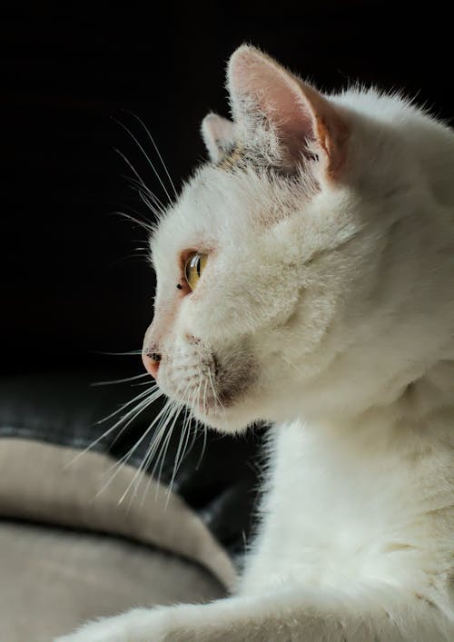 Photos gratuites de animal de compagnie, blanc, chat