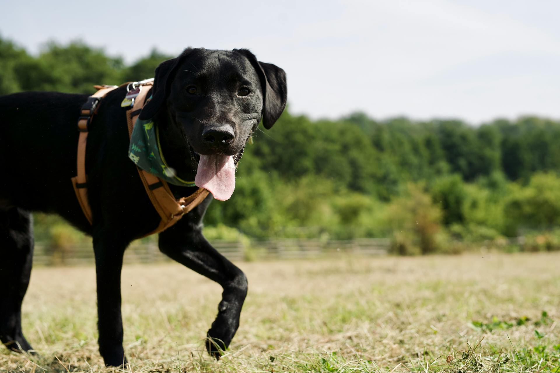 Dog - Black Labrador