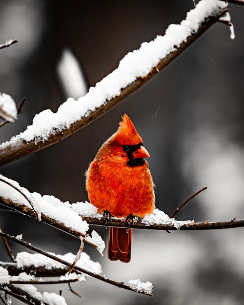 A red bird sits on a branch in the snow