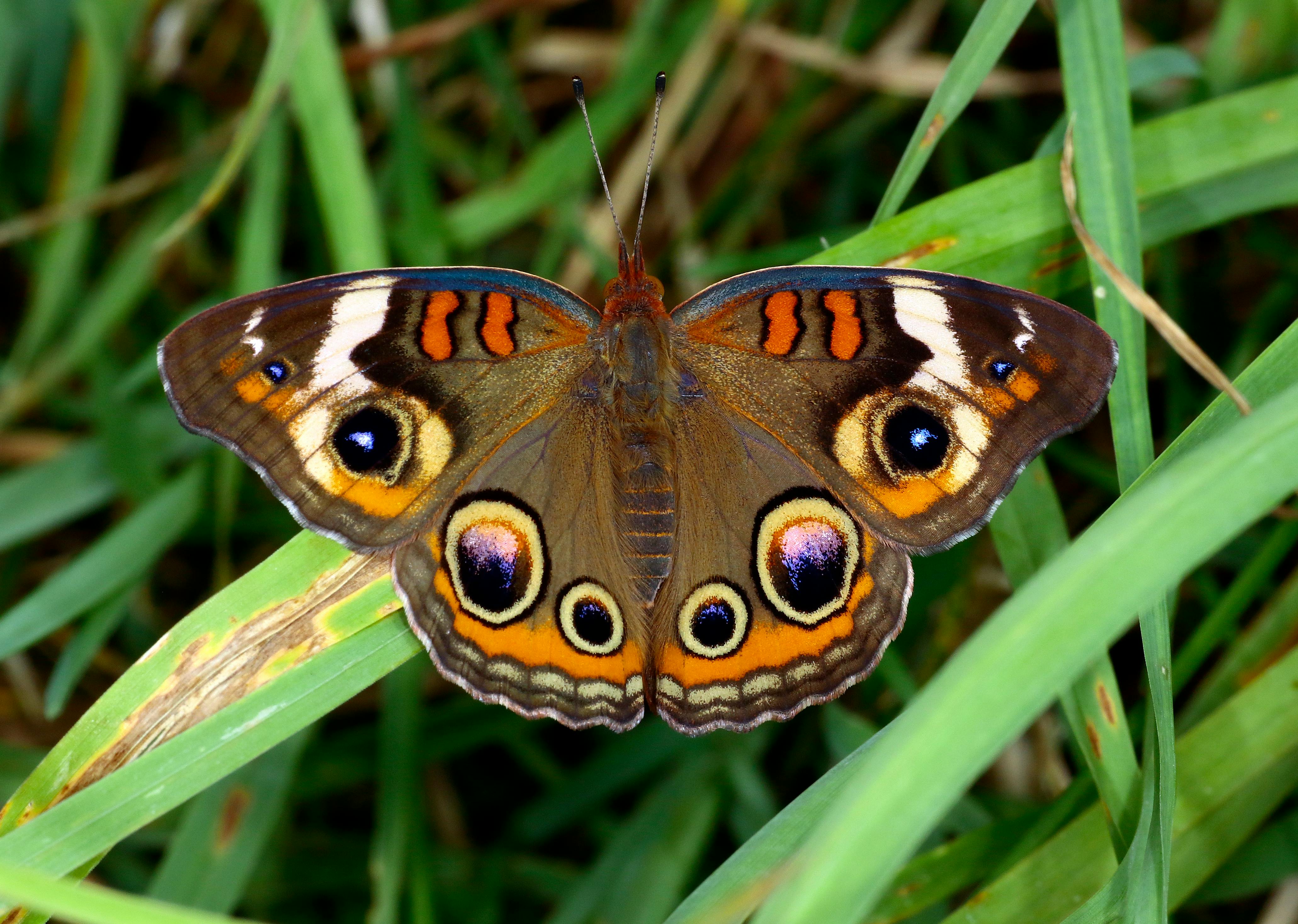 Close-up of a vibrant buckeye butterfly with striking wing patterns resting on green grass.