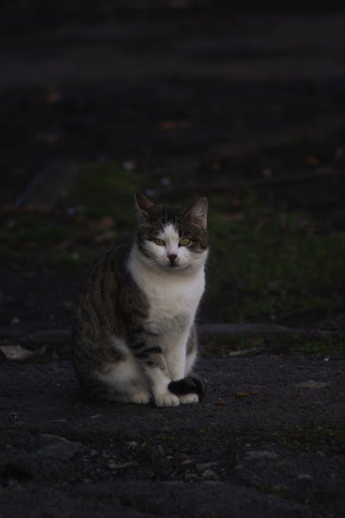 간, 고양이, 동물 사진의 무료 스톡 사진