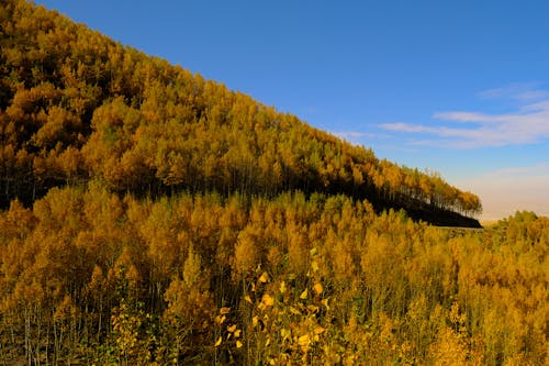 Ilmainen kuvapankkikuva tunnisteilla kirkas sininen taivas, puiden metsä, Syksy