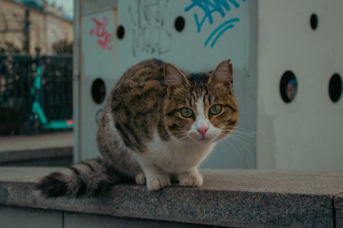 Free Close-up of a tabby cat on a concrete surface in urban İstanbul, Türkiye. Stock Photo
