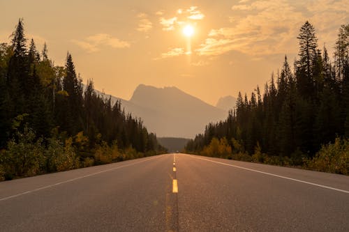Road Among Coniferous Trees During Sunset 