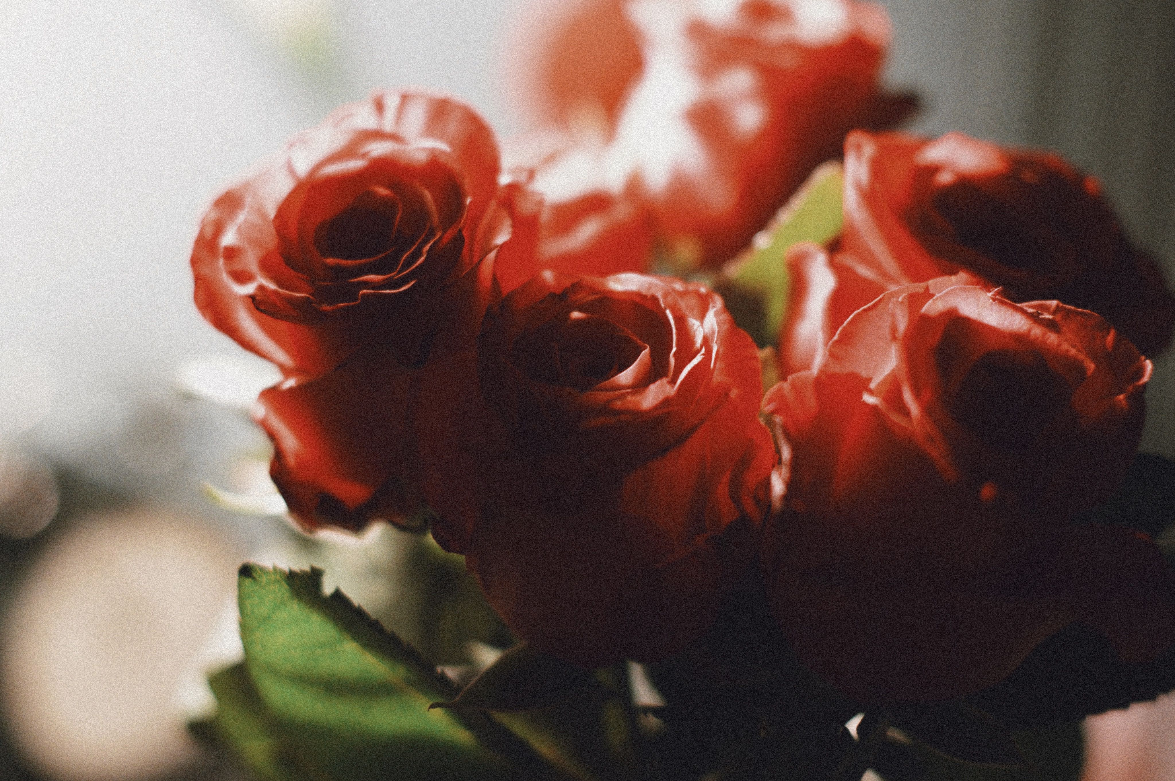Valentine's Day flowers care tips