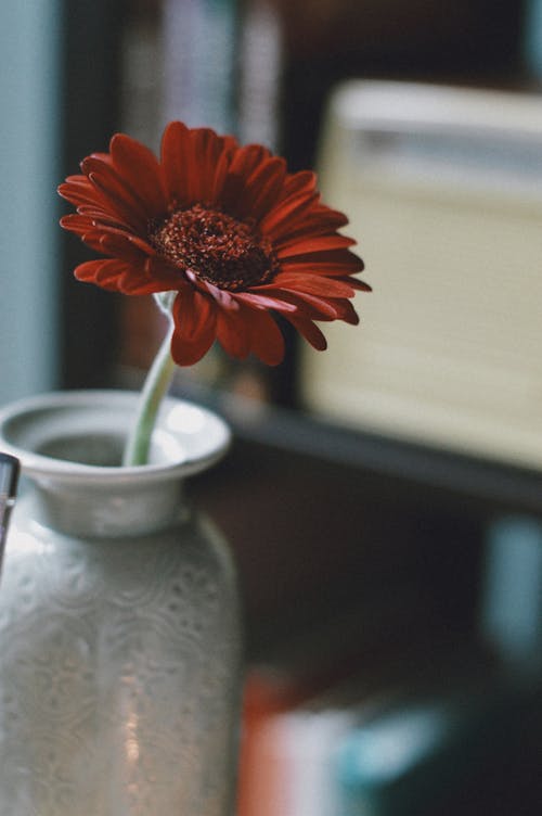 Red Flower in Vase