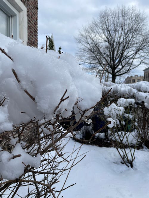 Piles of Snow on Branches