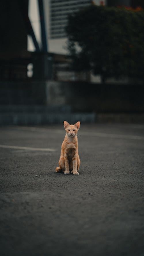 Fotos de stock gratuitas de enfoque selectivo, fotografía de animales, gato