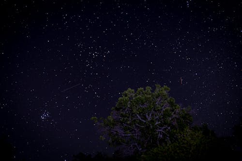 Foto profissional grátis de árvore à noite, árvores à noite, céu azul escuro
