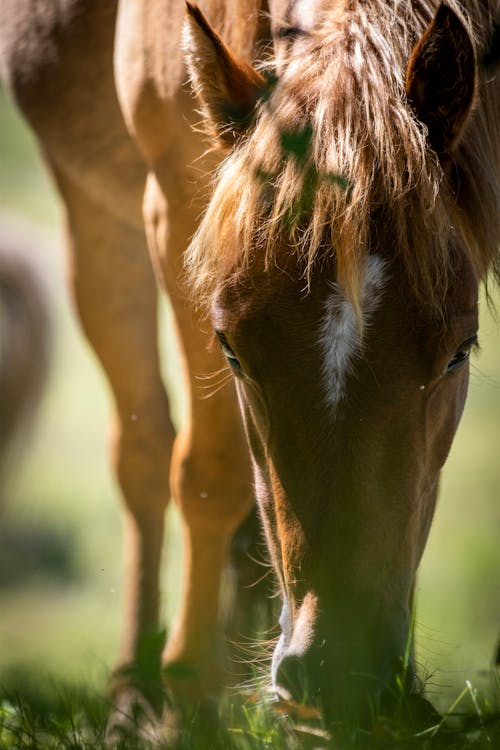 Foto profissional grátis de arranhando, cabeça, cavalo