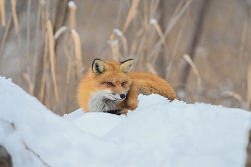 What Wildlife Does When the First Frost Hits