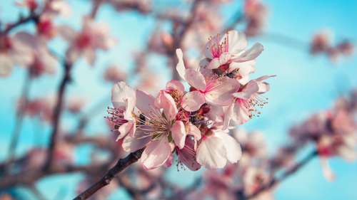 Free Delicate pink cherry blossoms captured in springtime against a clear blue sky. Stock Photo