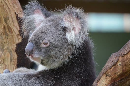 Port Douglas, Australia photo 6