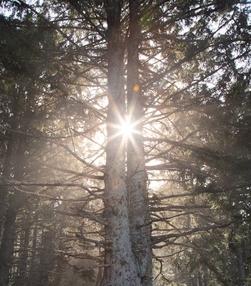 Free Photo of Sunrays Between Tall Trees Stock Photo