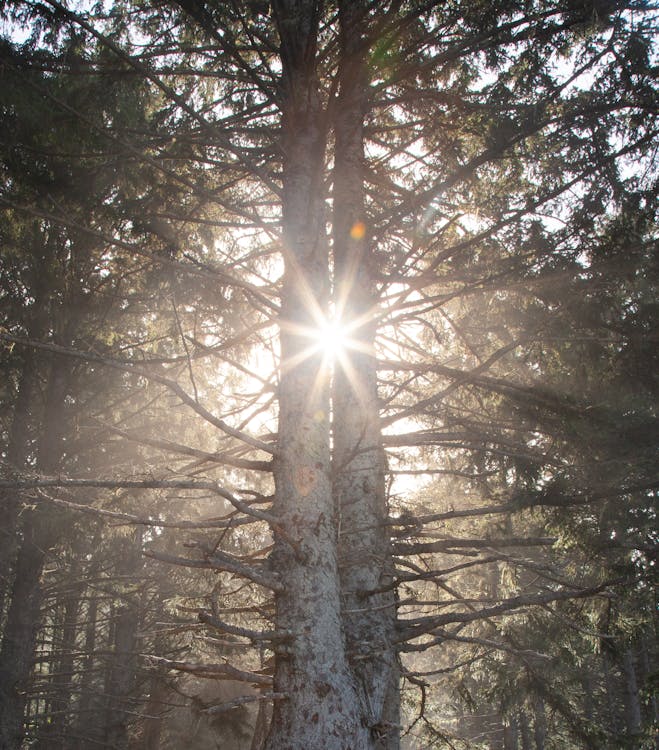 Photo of Sunrays Between Tall Trees