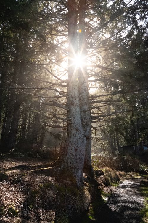 Free Captivating sunbeams piercing through dense forest trees in Oregon wilderness. Stock Photo