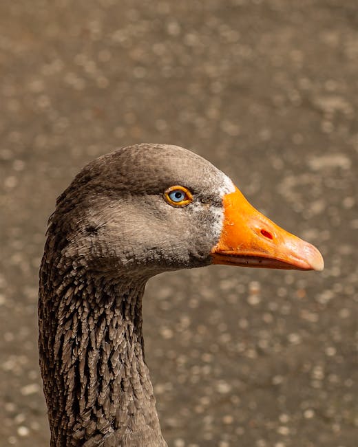 Close-up photo of a gray goose with a striking orange beak, captured in natural light.