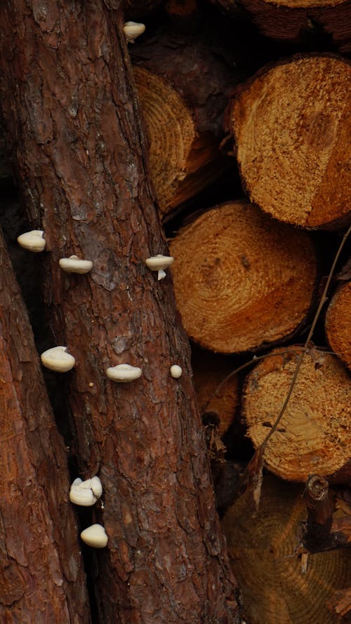 Mushrooms on Tree Bark near Wood Logs
