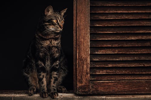 無料 ウィンドウ上の茶色のぶち猫 写真素材