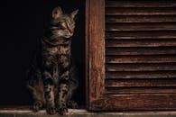 一只虎斑猫警惕地坐在木百叶窗旁