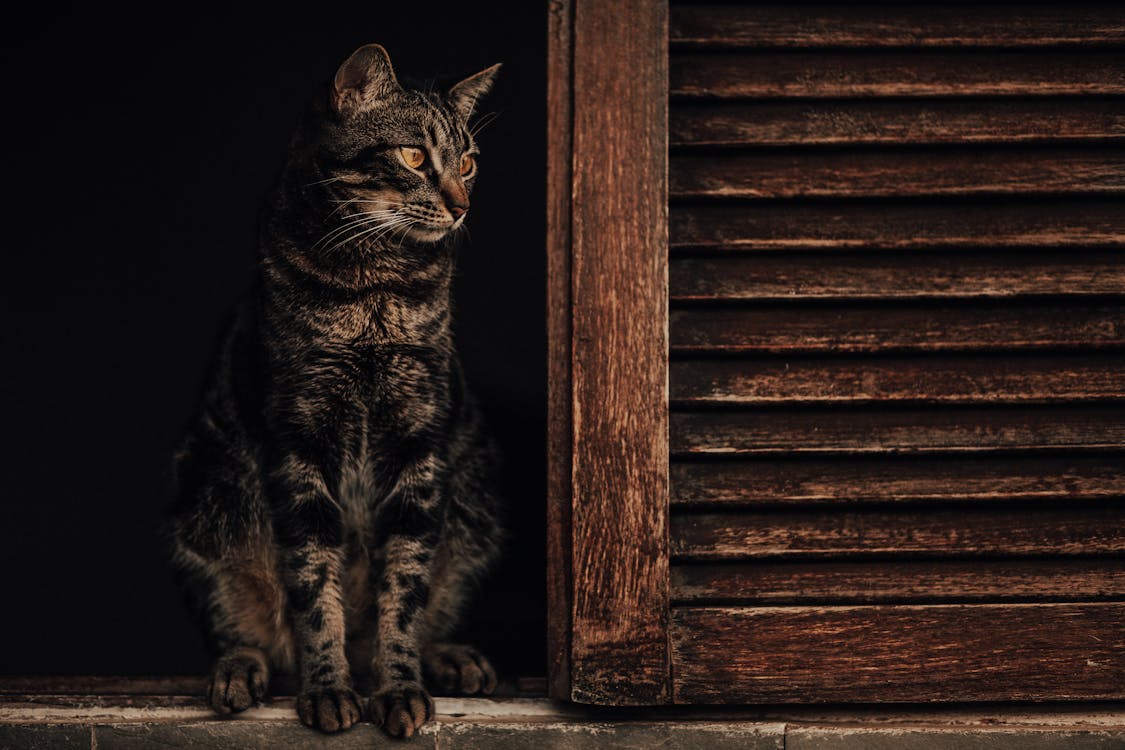 Brown Tabby Cat Am Fenster · Kostenloses Stock Foto