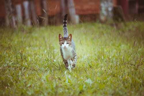 Foto Del Gatto Sull'erba