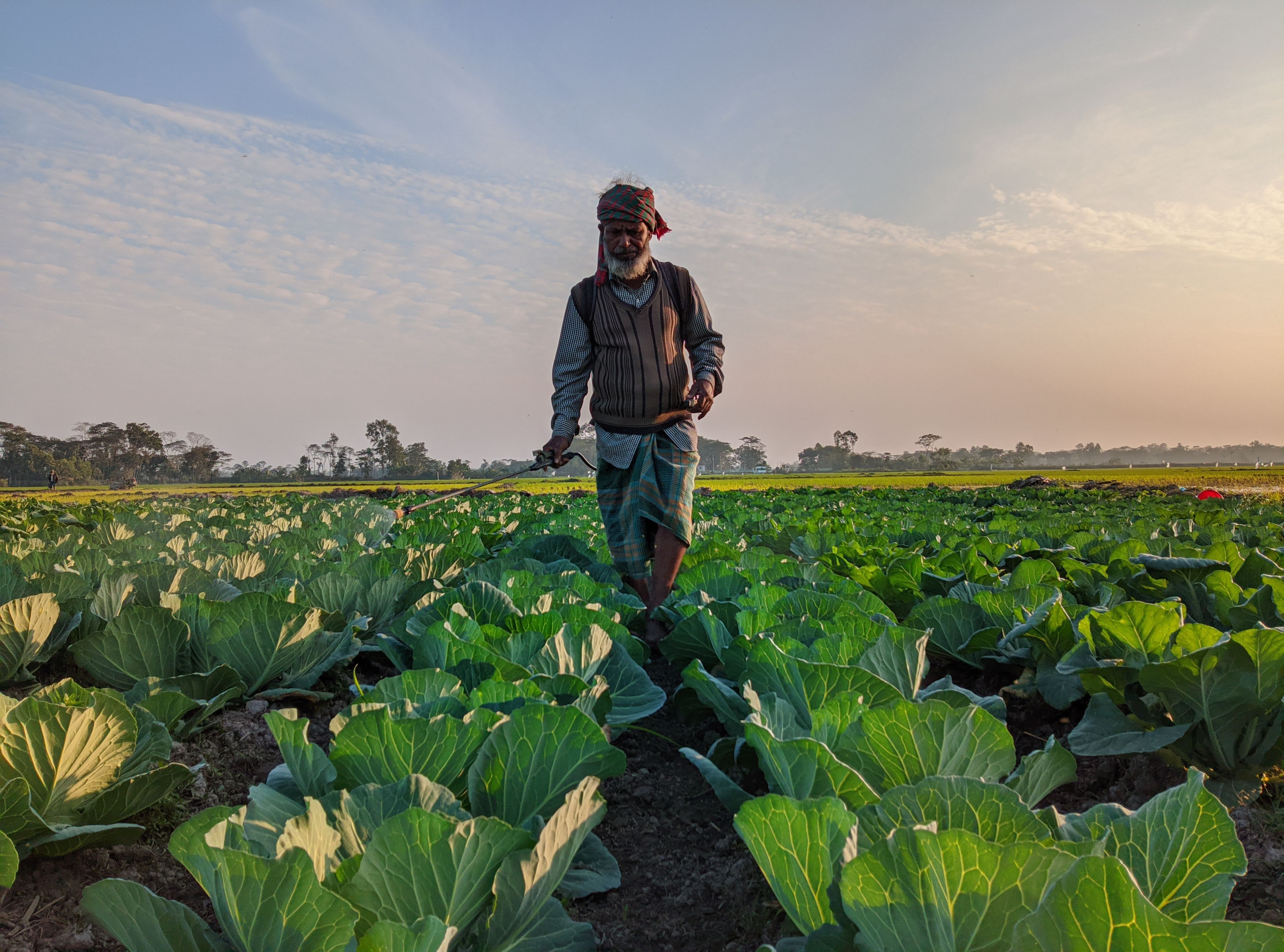 Farmer Tending Cabbage Field at Sunrise · Free Stock Photo
