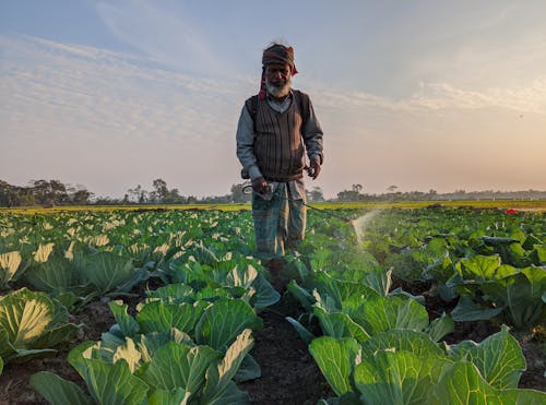 A farmer in india waters his cabbage plants