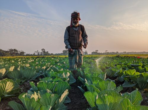 Free A farmer irrigates a cabbage field at sunrise, showcasing agriculture in Bangladesh. Stock Photo