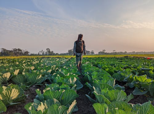 A person walking through a field of cabbage