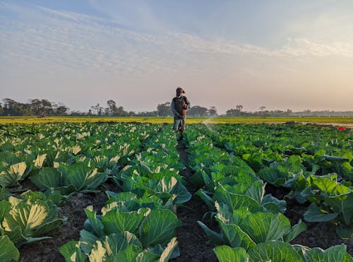 A farmer is spraying cabbage plants in a field
