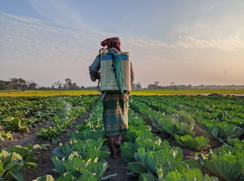 A farmer walks through a field of cabbage