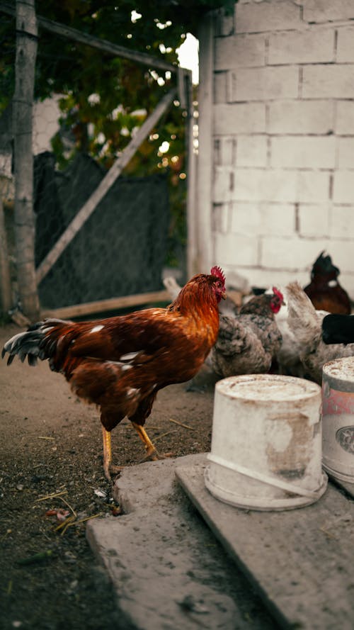 A rooster stands in front of a white bucket