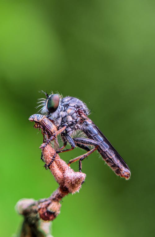 Foto d'estoc gratuïta de asílid, estiu, fotografia de la vida salvatge