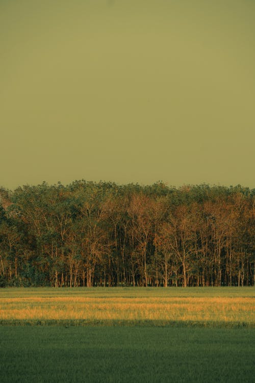 Photos gratuites de arbres, campagne, clairière