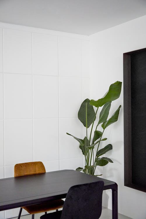 Free A Table, Two Chairs, and a Potted Plant Stock Photo