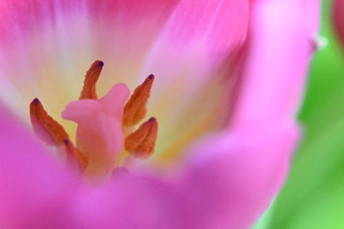 粉红色的郁金香 的 免费素材图片