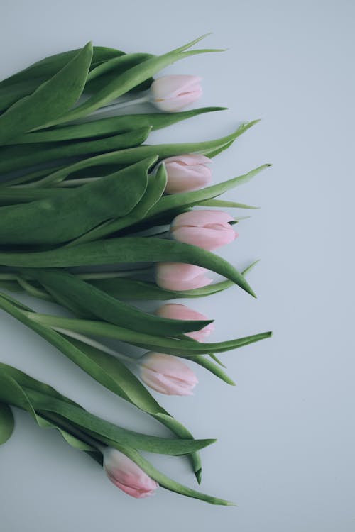 คลังภาพถ่ายฟรี ของ ดอกทิวลิป, ดอกไม้, ที่อัดแน่น